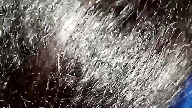 Teacher eats evangelical students cunt in the school washroom