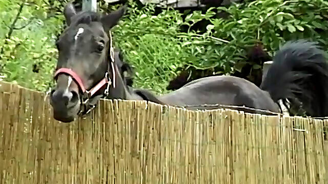 Grannys summer fuck - DVD